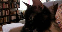 A dark tortoiseshell cat sits alert on the back of a couch in a cozy living room with a tall bookshelf visible in the background.