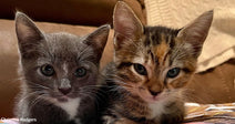 A gray kitten and a brown tabby kitten lie side by side on a soft multicolored blanket, looking calmly at the camera.