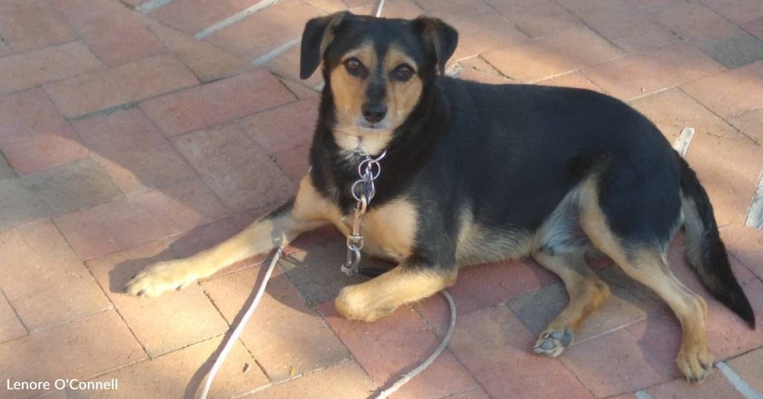 Husband Dies After Couple Adopts Dog, Dog Helps Wife Through Dark Days