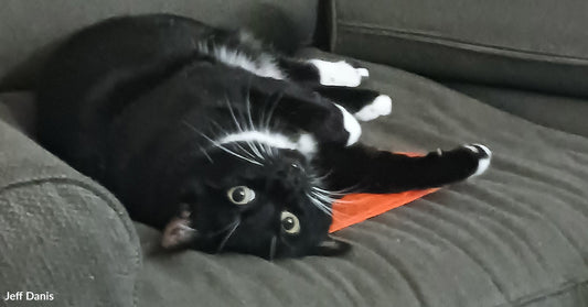 Black-and-white tuxedo cat lying upside down on a gray couch, wearing an orange bandana and looking at the camera with wide eyes.