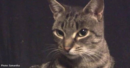 'Love at First Bite': How a Little Chomp Found a Stray a Home
