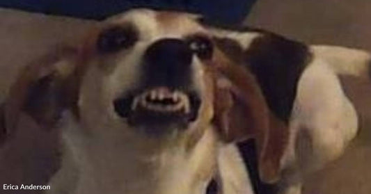 'We Don't Want Her': Dog Dumped By Owner After She Gets Pregnant