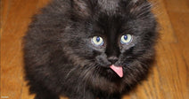 A fluffy black kitten with bright green eyes and its tongue sticking out sits on a hardwood floor looking up at the camera.
