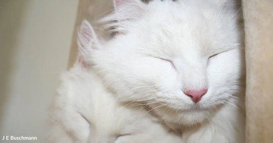 Close-up of two fluffy white cats cuddling together with eyes closed, pink noses touching.