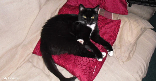 Grieving Pet Parent Finds Hope In A Shelter Cat Who Was Too Scared To Trust