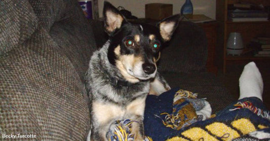 Bait Dog Rescued From Euthanasia by Animal Control, Probation Officers