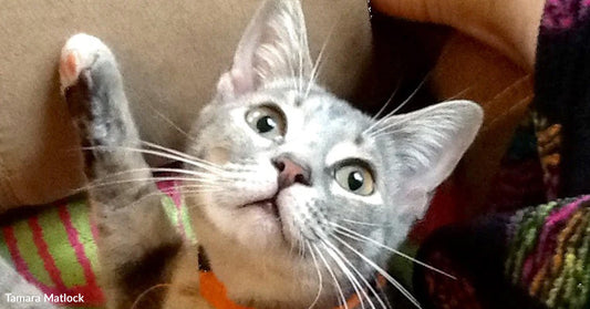 Gray kitten with wide eyes and an orange collar raises one paw while nestled against a colorful blanket, appearing playful and curious.