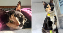On the left, a calico cat snuggles under a pink blanket on a bed; on the right, the same cat sits upright at a vet clinic wearing a medical collar.