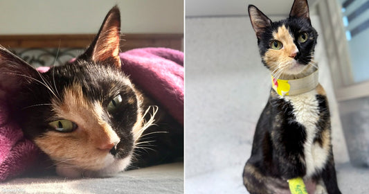 On the left, a calico cat snuggles under a pink blanket on a bed; on the right, the same cat sits upright at a vet clinic wearing a medical collar.