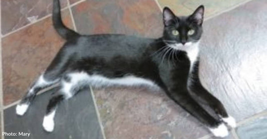 Shelter Volunteer Notices All Cats Are Loud Meowers, Except One