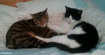Tabby cat and black and white cat curled together asleep on a bed, paws gently touching.