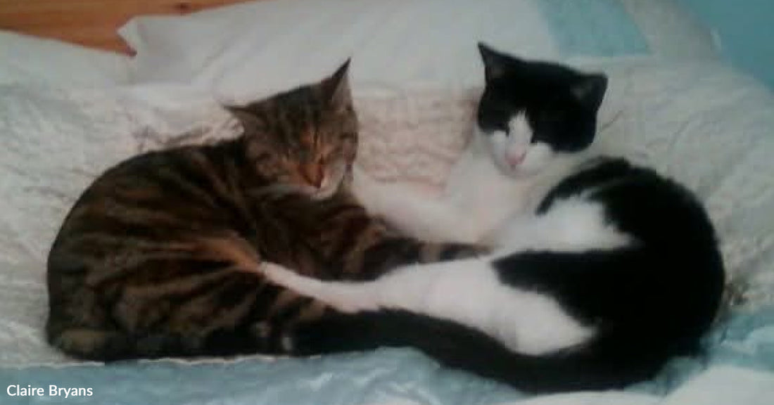Tabby cat and black and white cat curled together asleep on a bed, paws gently touching.