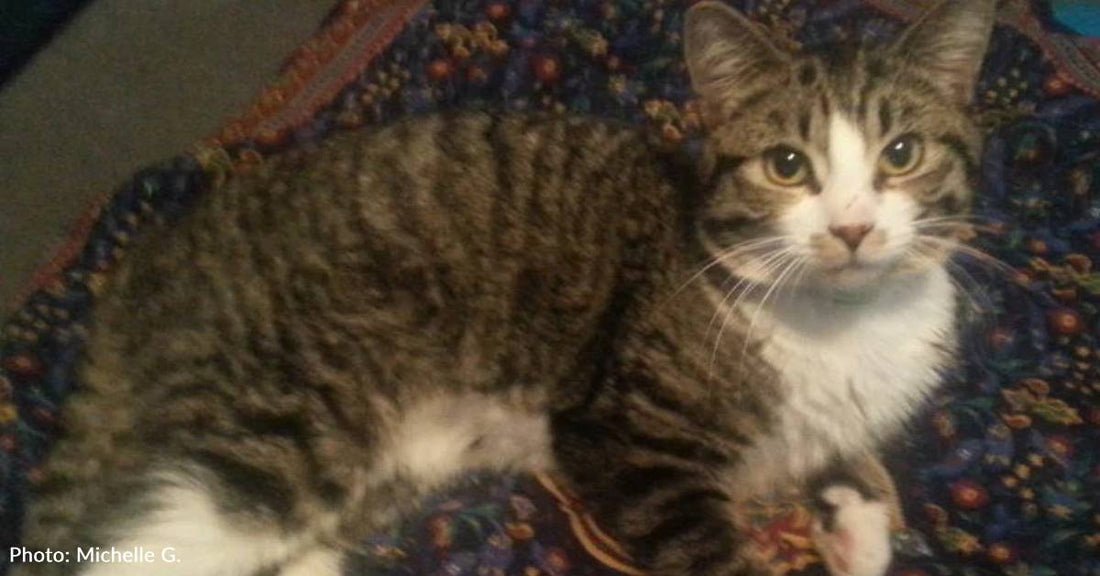 Cat Gives Himself as a Valentine's Day Present