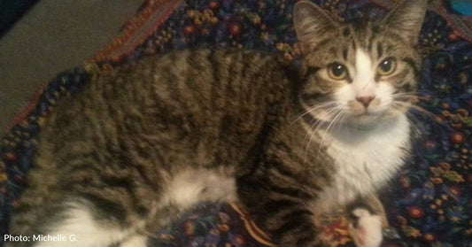 Cat Gives Himself as a Valentine's Day Present