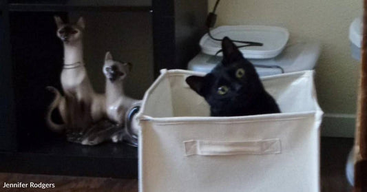 Woman Lures Feral Kitten Out of Dumpster With a Can of Spam
