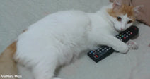 White and orange cat lying on a soft surface while holding two TV remote controls, looking toward the camera.