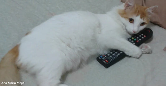 White and orange cat lying on a soft surface while holding two TV remote controls, looking toward the camera.