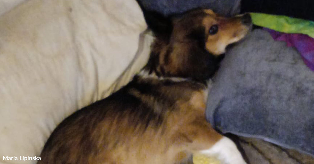 A brown-and-black dog lies stretched out on a couch, resting its head on a gray pillow with blankets and cushions surrounding it.