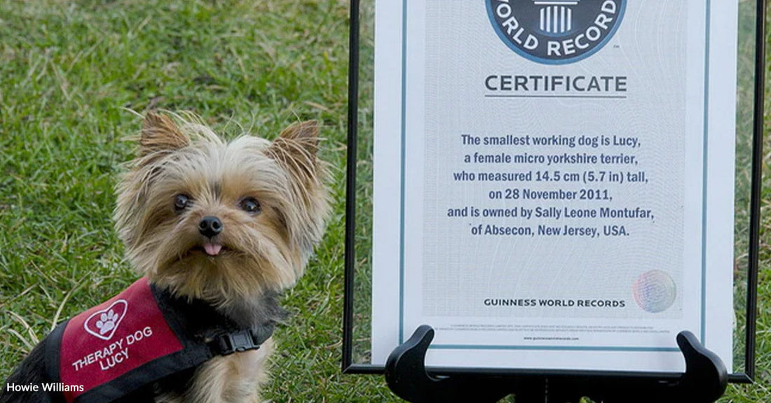 Tiny Rescue Dog Nobody Wanted Becomes A World Record Holder