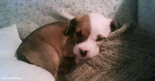 A small puppy rests on a blanket with its tongue slightly sticking out.