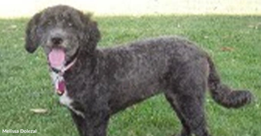 Terrified Neighborhood Stray Grew Into A Therapy Dog Changing Lives