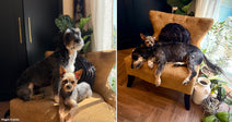 On the left, a small black-and-tan puppy sleeps curled up on a gray cushion; on the right, two small dogs lounge together on a gold velvet armchair.