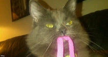 A fluffy gray cat holds a pink leash in its mouth while sitting on a dark couch indoors.