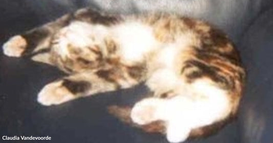 Tiny calico kitten curled up asleep on a dark cushion, paws tucked under its chin.