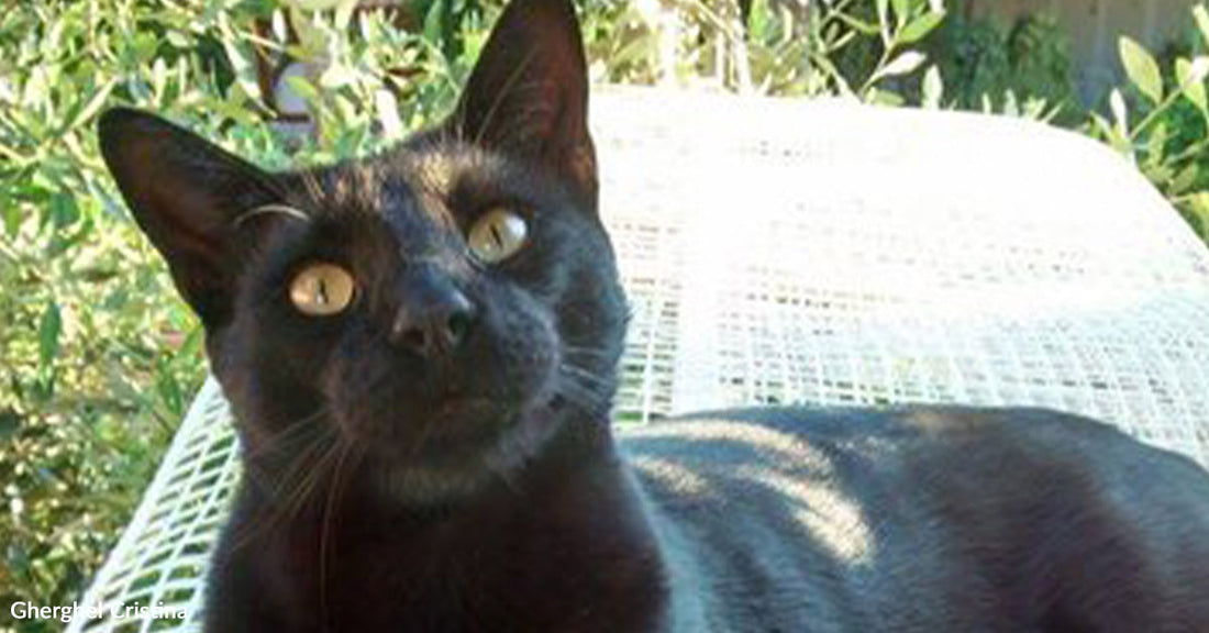 Lonely Kitten Waits Outside Workplace And Wins A Heart By Dinnertime