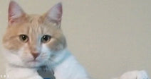 Close-up of a cream-and-white cat looking directly at the camera against a plain indoor background.