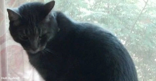 Dark gray cat sitting on a windowsill, partially silhouetted against a bright window.