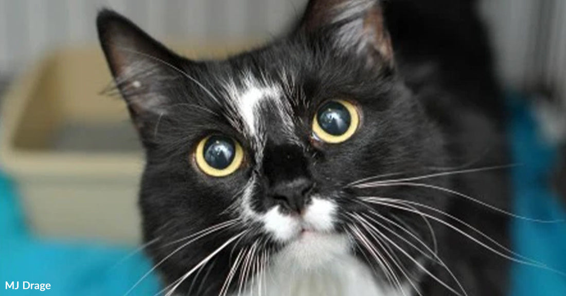Close-up of a black-and-white tuxedo cat with wide yellow eyes, a white blaze on its nose, and long whiskers.