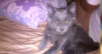 Sick Shelter Cat Heals A Couple After Their Beloved Rocket Dies