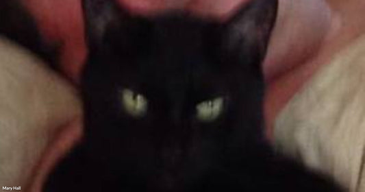 A man lies in bed with a black cat resting on his chest, both looking toward the camera.