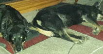 Two large black-and-tan dogs lie stretched out side by side on a red and gray tiled floor near wooden furniture.