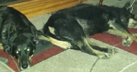 Two large black-and-tan dogs lie stretched out side by side on a red and gray tiled floor near wooden furniture.