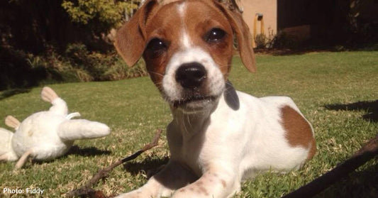 Couple Adopts Puppy Despite Knowing She'll Only Have a Short Life