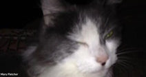 Close-up of a gray-and-white cat resting in low light, one eye partially open.