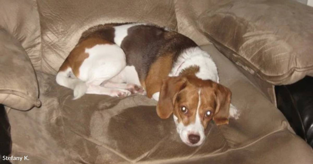 Girl's Quick Thinking Helps Her Convince Her Stepdad to Keep a Dog