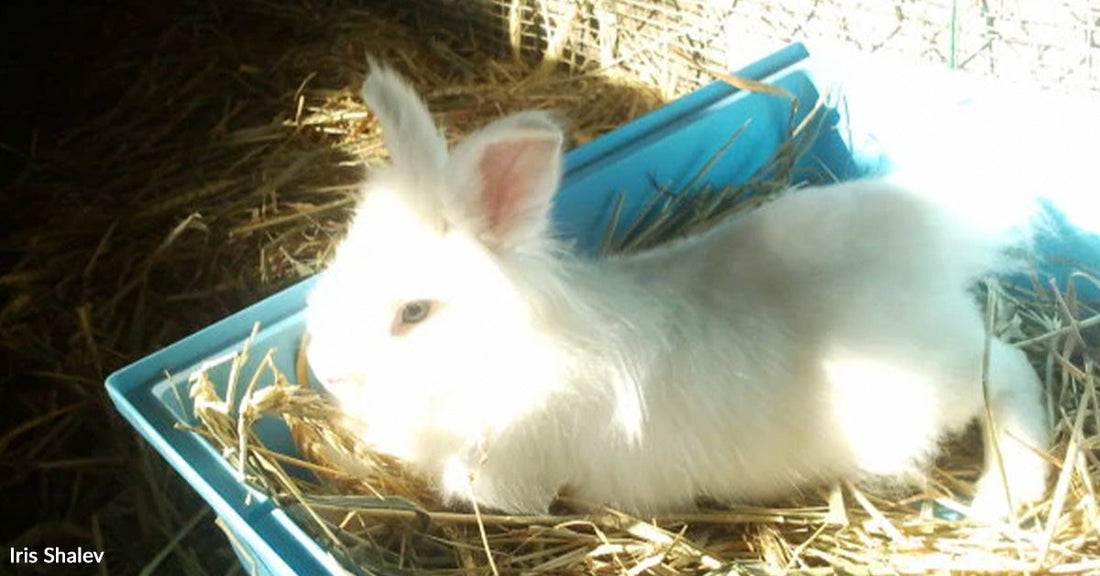 White rabbit sitting in a blue bin filled with hay inside a small enclosure.