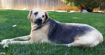 Large tan-and-black dog lying on green grass in a backyard, with one eye missing or closed and a wooden fence in the background.