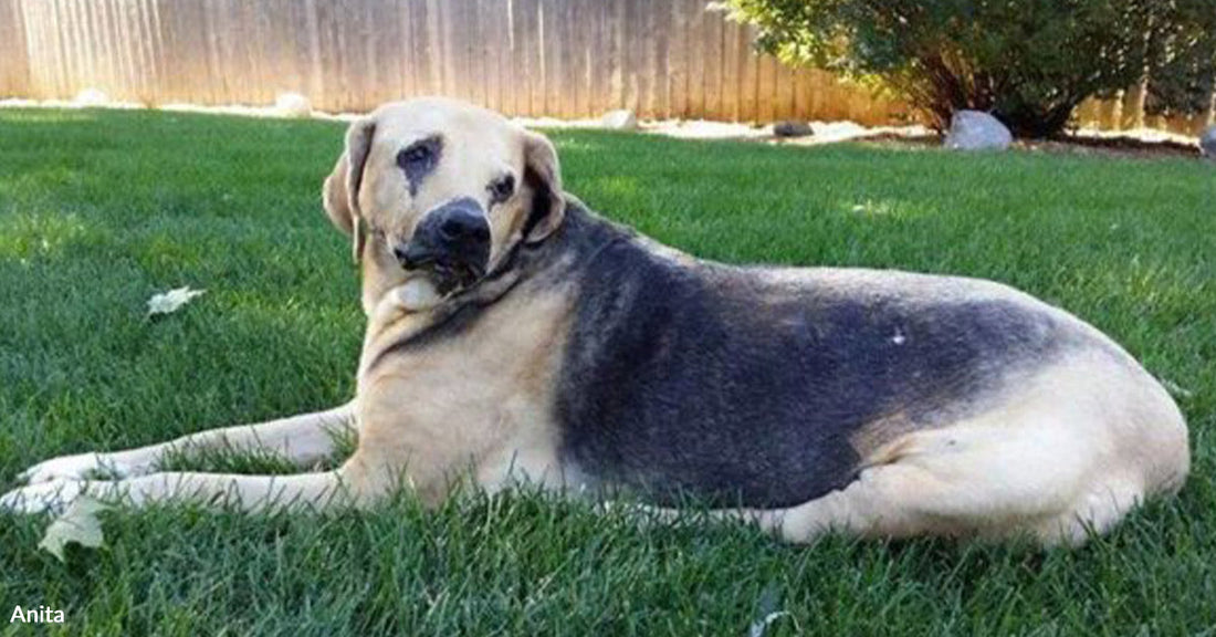Large tan-and-black dog lying on green grass in a backyard, with one eye missing or closed and a wooden fence in the background.
