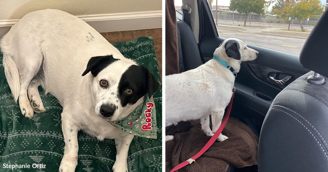 Side-by-side images show Rocky resting on a green blanket indoors and standing alert in the back seat of a car while looking out the window.
