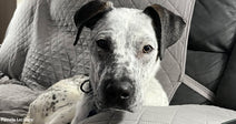  Speckled white and black dog lounging on a gray couch, head propped on the armrest, gazing forward calmly.