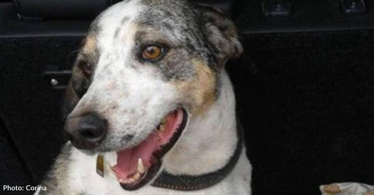 Mom Wanted Australian Cattle Dog, Dad Wanted a Beagle, Sasha Was Both