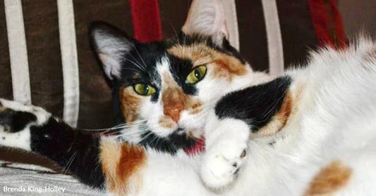 Calico cat with green eyes lounges on a chair and raises one paw toward its face.