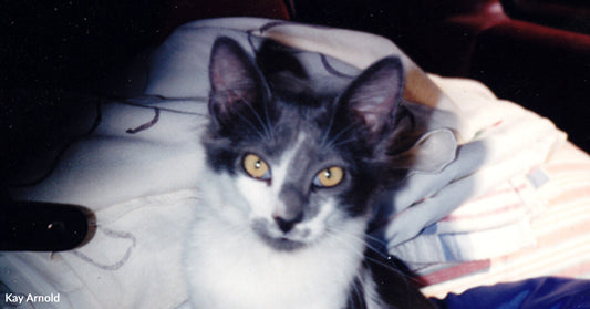 Gray and white cat with yellow eyes on patterned fabric background.
