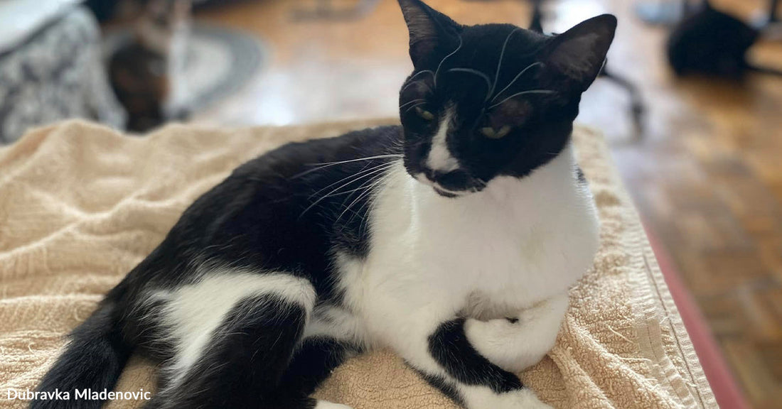 Black and white tuxedo cat reclining on a blanket in a cozy living room setting.
