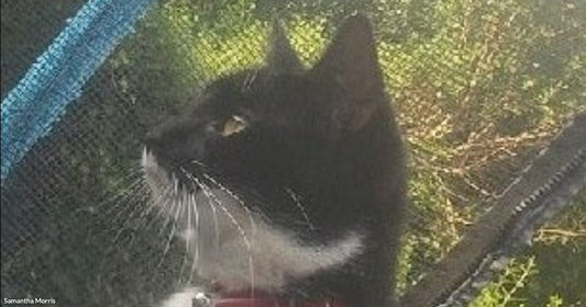 A tuxedo cat wearing a red collar sits outdoors in sunlight, gazing upward near green foliage and a blue mesh structure.