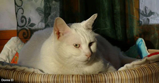White cat with pale eyes resting in a striped pet bed near a window with soft indoor lighting.